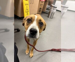 Labrador Retriever Dogs for adoption in Corpus Christi, TX, USA