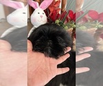 Small Photo #8 Shih Tzu Puppy For Sale in BRIDGETON, NJ, USA