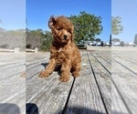 Small Photo #34 Poodle (Toy) Puppy For Sale in HAYWARD, CA, USA