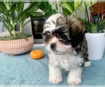 Small Photo #3 Zuchon Puppy For Sale in RENO, NV, USA