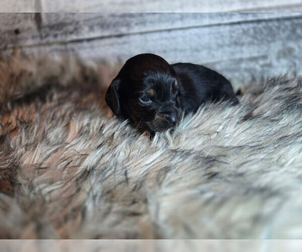 Medium Photo #2 Dachshund Puppy For Sale in NEOSHO, MO, USA