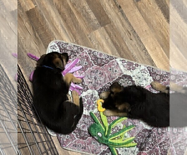 Medium Photo #14 German Shepherd Dog Puppy For Sale in SACRAMENTO, CA, USA