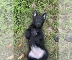 Puppy Black German Shepherd Dog