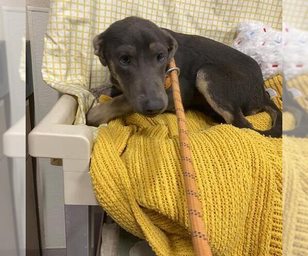 Medium Photo #1 Doberman Pinscher-Unknown Mix Puppy For Sale in Modesto, CA, USA