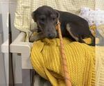 Small Doberman Pinscher Mix