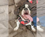 Small #9 Bulldog