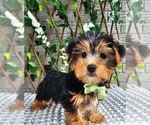 Small #4 Yorkshire Terrier
