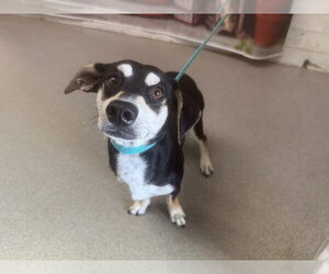 Chihuahua-Unknown Mix Dogs for adoption in San Bernardino, CA, USA