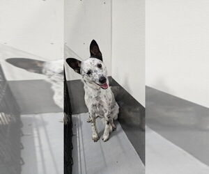 Mutt Dogs for adoption in Studio City, CA, USA