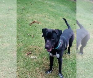LOBO - Male German Shorthaired Lab Dog for Adoption - Photo #6