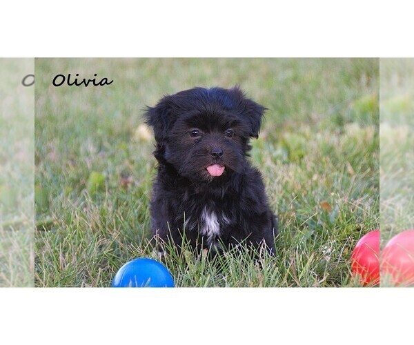 Medium Photo #5 Havanese Puppy For Sale in CLARE, MI, USA
