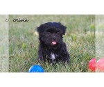 Small #4 Havanese