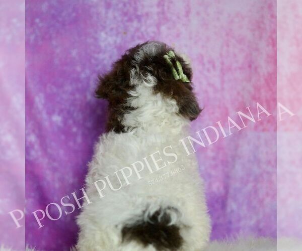 Medium Photo #6 Poodle (Toy) Puppy For Sale in WARSAW, IN, USA