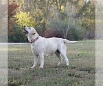 Small Photo #6 Labrador Retriever Puppy For Sale in ROCKWOOD, TN, USA