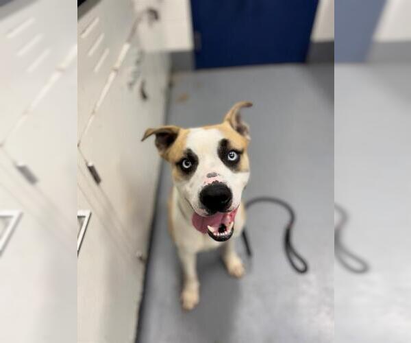 Medium Photo #1 Siberian Husky-Unknown Mix Puppy For Sale in Peoria, IL, USA