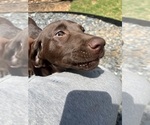 Puppy Caroline Labrador Retriever