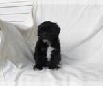 Puppy Valerie Maltipoo