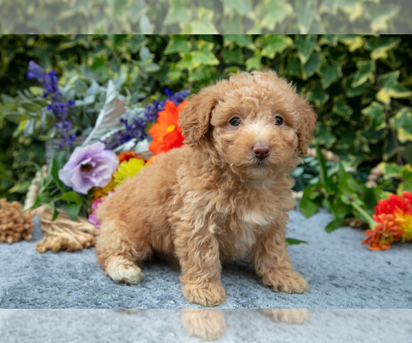 Medium Photo #18 Poodle (Miniature) Puppy For Sale in SHILOH, OH, USA