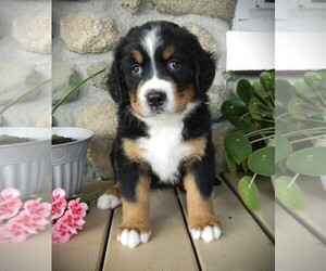 Medium Bernese Mountain Dog