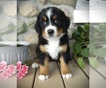 Puppy John Bernese Mountain Dog