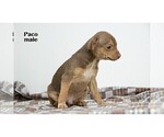 Small #2 Chihuahua