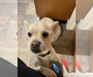 Cocoa Nut - Male Chiweenie Dog for Adoption - Photo #2