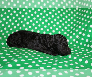 Goldendoodle (Miniature) Puppy for sale in BLMGTN, IN, USA