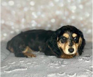 Dachshund Puppy for sale in CINCINNATI, OH, USA