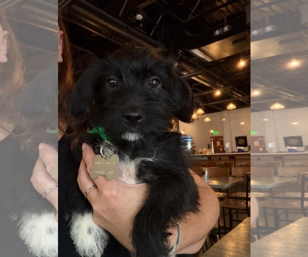 Medium Photo #1 Dachshund-Unknown Mix Puppy For Sale in Holly Springs, NC, USA