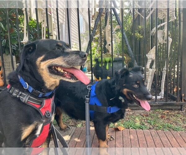 Medium Photo #2 Australian Shepherd-Rottweiler Mix Puppy For Sale in Lakewood, CO, USA