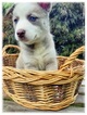 Puppy 2 Siberian Husky-Staffordshire Bull Terrier Mix