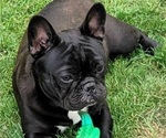 Small French Bulldog