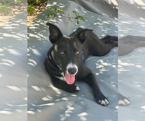 Labrador Retriever-Unknown Mix Dogs for adoption in Aurora, CO, USA