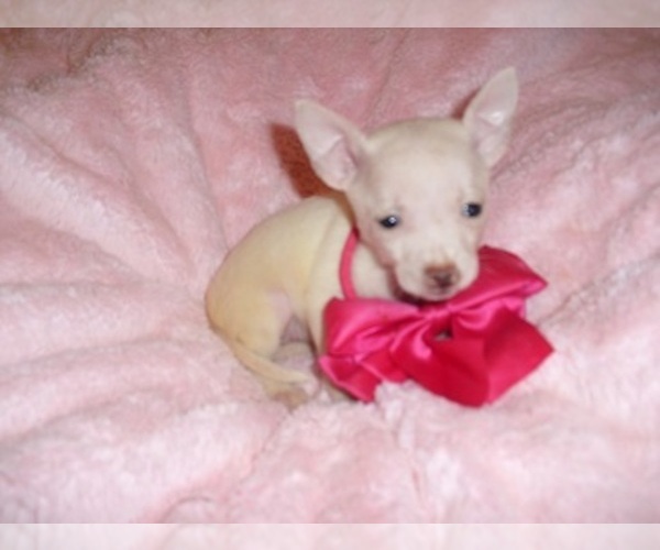 Medium Photo #9 Chihuahua Puppy For Sale in JACKSON, MS, USA