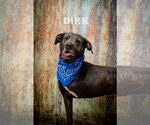 Small Labrador Retriever Mix