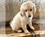 Small Photo #16 Goldendoodle Puppy For Sale in PENSACOLA, FL, USA
