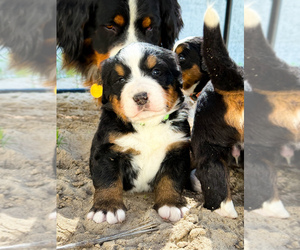 Medium Bernese Mountain Dog