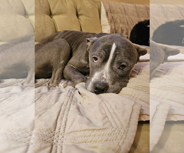 Medium Photo #6 American Bulldog-Unknown Mix Puppy For Sale in Minneapolis, MN, USA