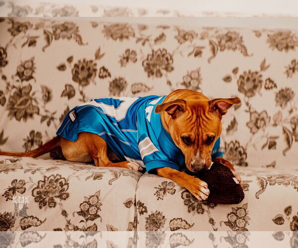 Medium Photo #1 American Staffordshire Terrier-Unknown Mix Puppy For Sale in Belleville, MI, USA