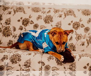 American Staffordshire Terrier-Unknown Mix Dogs for adoption in Belleville, MI, USA