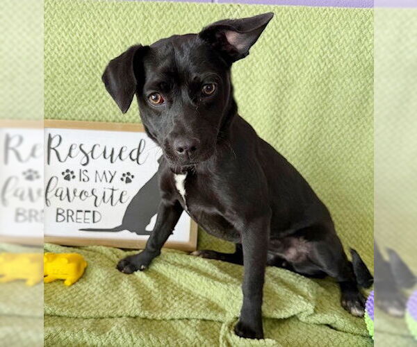 Medium Photo #2 Dachsador Puppy For Sale in Genesee, WI, USA