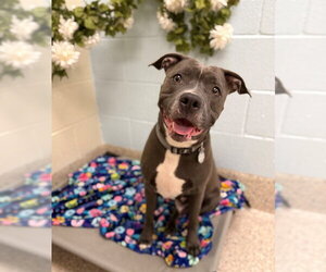 Mutt Dogs for adoption in Brighton, CO, USA