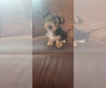Small Photo #3 Yorkshire Terrier Puppy For Sale in CO SPGS, CO, USA