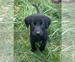 Puppy Maggie Labrador Retriever
