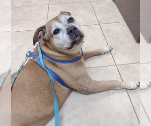 Bull-Boxer Dogs for adoption in Camden, SC, USA