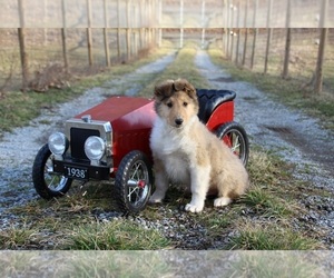 Collie Puppy for sale in KINGSPORT, TN, USA