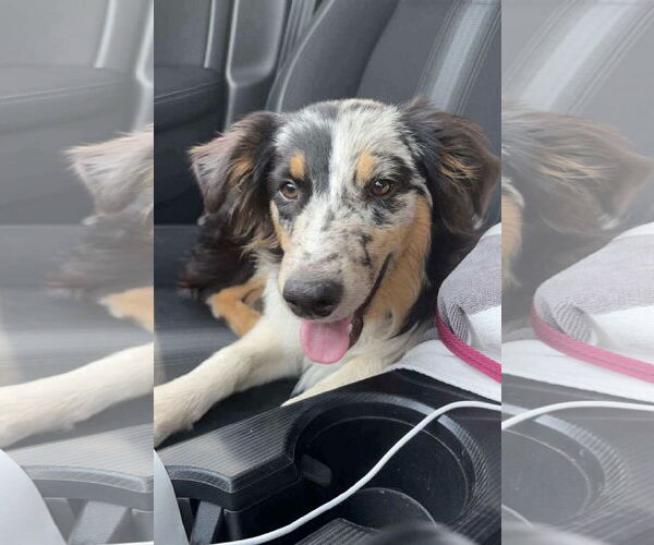 Medium Photo #4 Australian Shepherd Puppy For Sale in Dallas, TX, USA
