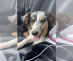 Small #3 Australian Shepherd