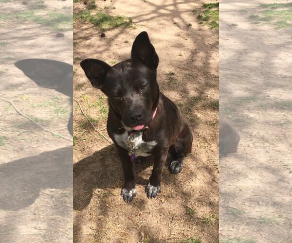 Medium Photo #3 Labrador Retriever-Unknown Mix Puppy For Sale in The Woodlands, TX, USA