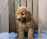 Small Photo #5 Goldendoodle (Miniature) Puppy For Sale in BURKESVILLE, KY, USA